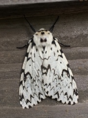 Lymantria minomonis