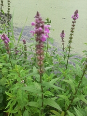 Stachys palustris