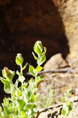 Brickellia greenei