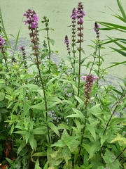 Stachys palustris