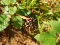 Luzula multiflora sibirica