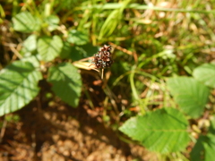 Luzula multiflora sibirica