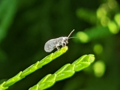 Coniopterygidae