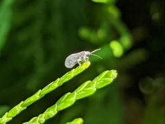 Coniopterygidae