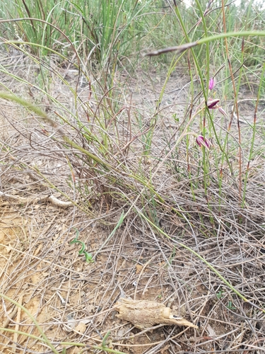 Image of Thelymitra porphyrosticta by (c) Em Lamond, some rights reserved (CC BY)