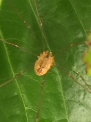 Leiobunum curvipalpe