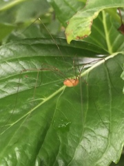 Leiobunum curvipalpe