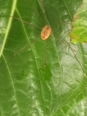 Leiobunum curvipalpe