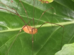 Leiobunum curvipalpe