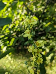 Verbascum