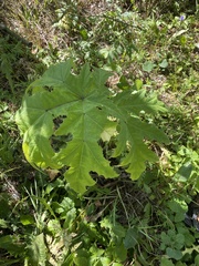Heracleum persicum