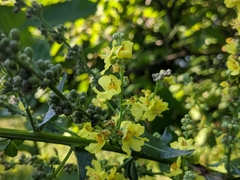 Verbascum