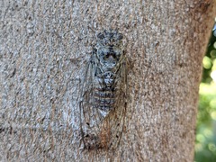 Cicada mordoganensis