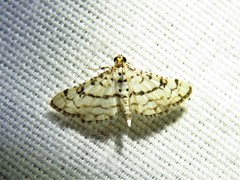 Hileithia rehamalis