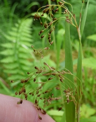 Luzula parviflora