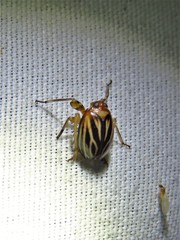 Phylloscelis atra