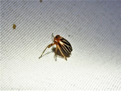 Phylloscelis atra