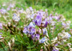Astragalus bodinii