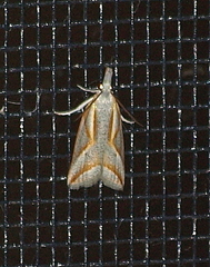 Arotrophora arcuatalis