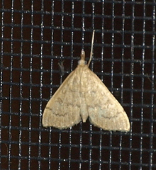 Metasia dicealis