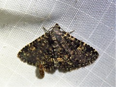 Metalectra diabolica