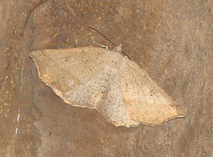 Planolocha autoptis