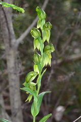 Pterostylis smaragdyna