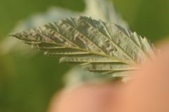 Agromyza filipendulae