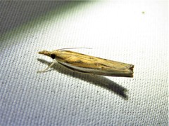 Fissicrambus profanellus