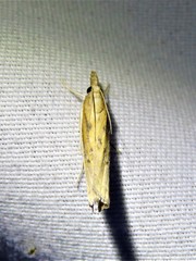 Fissicrambus profanellus