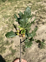 Andricus multiplicatus