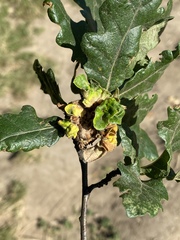 Andricus multiplicatus