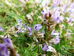 Astragalus bodinii