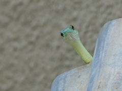 Philothamnus semivariegatus