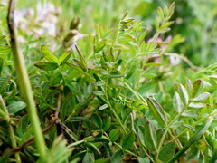 Astragalus bodinii