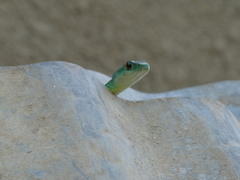 Philothamnus semivariegatus