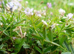 Astragalus bodinii
