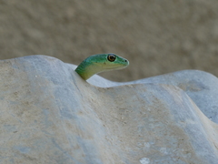 Philothamnus semivariegatus