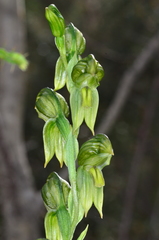 Pterostylis smaragdyna