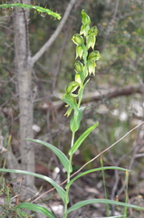 Pterostylis smaragdyna