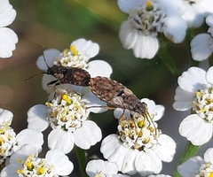 Nithecus jacobaeae