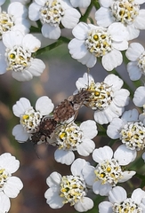 Nithecus jacobaeae