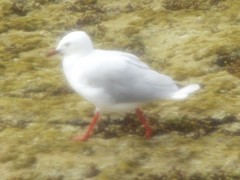 Chroicocephalus novaehollandiae novaehollandiae