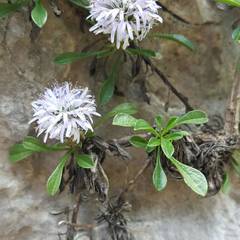 Globularia repens
