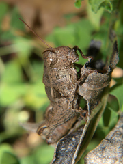 Acrophymus cuspidatus