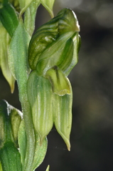 Pterostylis smaragdyna