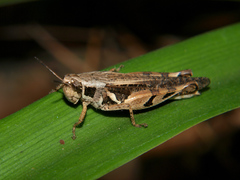 Catantops melanostictus