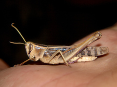 Cyathosternum prehensile