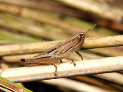 Tristria angolensis