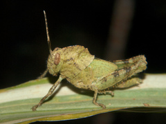 Abisares viridipennis